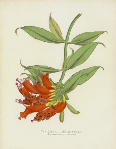 De Prachtige Aeschynanth, Aeschynanthus Splendidus door English School